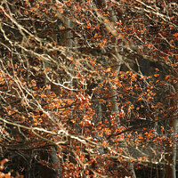Buy canvas prints of sunlit leaves and branches by Simon Johnson