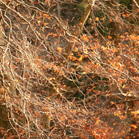 Buy canvas prints of sunlit leaves and branches by Simon Johnson