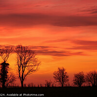 Buy canvas prints of Tree silhouette at sunrise  by Simon Johnson