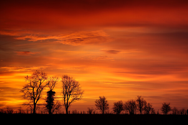 Tree silhouette sunrise  Picture Board by Simon Johnson