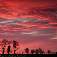 Buy canvas prints of Tree silhouettes at sunrise  by Simon Johnson