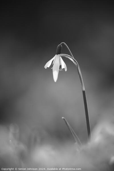 Snowdrop monochrome  Picture Board by Simon Johnson