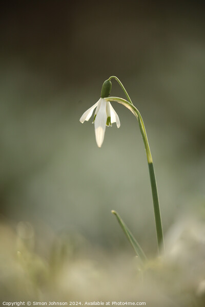 Snowdrop flower Picture Board by Simon Johnson