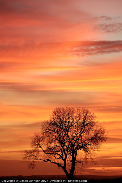 Cotswold sunset and tree silhouette   Picture Board by Simon Johnson