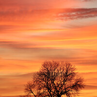 Buy canvas prints of Cotswold sunset and tree silhouette   by Simon Johnson