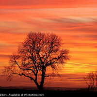 Buy canvas prints of Cotswold Sunset  by Simon Johnson