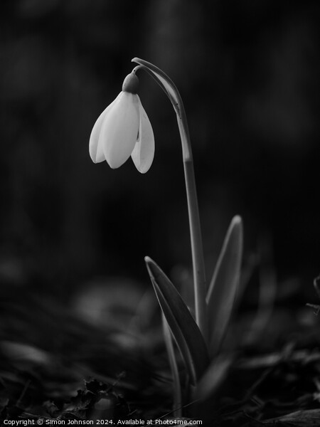  Snowdrop flower monochrome  Picture Board by Simon Johnson