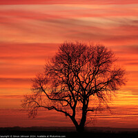 Buy canvas prints of Tree silhouette sunset by Simon Johnson