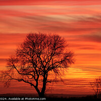 Buy canvas prints of tree silhouette  at sunset by Simon Johnson