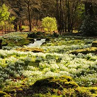 Buy canvas prints of Spring snowdrops by Simon Johnson