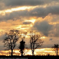 Buy canvas prints of tree silhouettes  by Simon Johnson