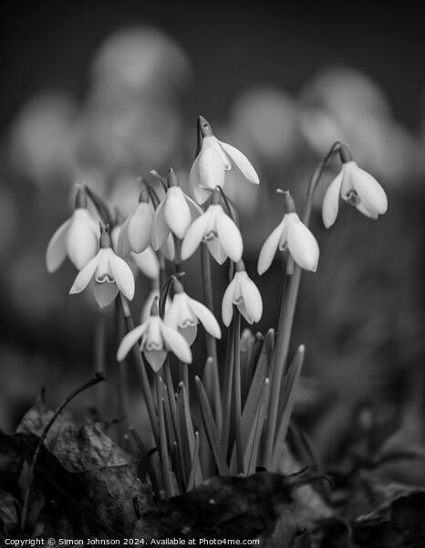  clump of Snowdrop flowers Picture Board by Simon Johnson