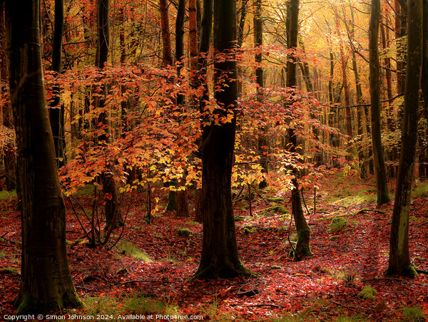 Autumnal Woodland  Picture Board by Simon Johnson