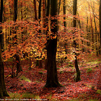 Buy canvas prints of Autumnal Woodland  by Simon Johnson