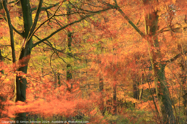  Autumn woodland breeze Picture Board by Simon Johnson
