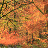 Buy canvas prints of  Autumn woodland breeze by Simon Johnson
