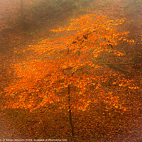 Buy canvas prints of Autumn Beech tree in the mist by Simon Johnson