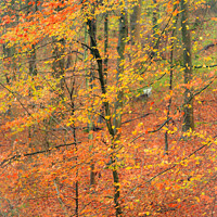 Buy canvas prints of autumnal Woodland  by Simon Johnson
