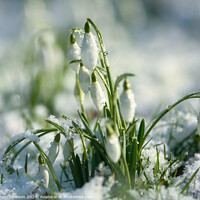 Buy canvas prints of Snowdrops in snow by Simon Johnson