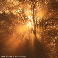 Buy canvas prints of Sun shining through the trees by Simon Johnson