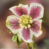 Buy canvas prints of Hellebore close up by Simon Johnson