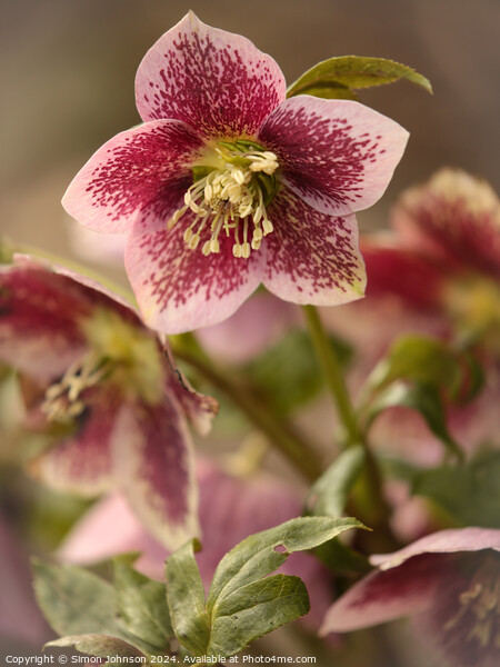 Hellebore flower Picture Board by Simon Johnson