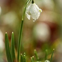 Buy canvas prints of Snowdrop flower by Simon Johnson