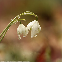 Buy canvas prints of A close up of Snowdrops with morning dew by Simon Johnson