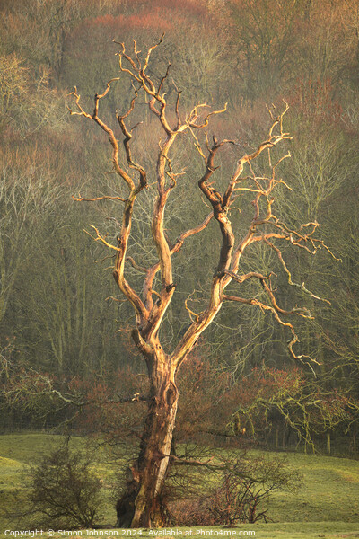Lightening  tree Picture Board by Simon Johnson