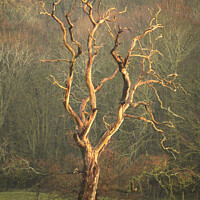 Buy canvas prints of Lightening  tree by Simon Johnson