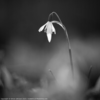 Buy canvas prints of Snowdrop Flower In monochrome  by Simon Johnson