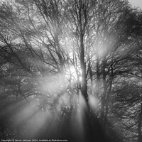 Buy canvas prints of Sun burst in the woods by Simon Johnson