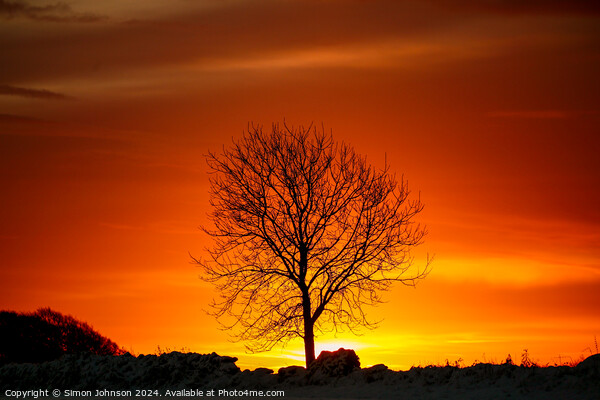 tree silhouette  at sunrise Picture Board by Simon Johnson