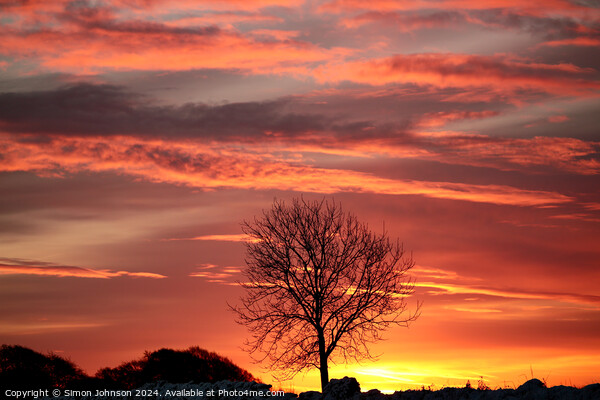 Tree silhouette  at Sunrise Picture Board by Simon Johnson