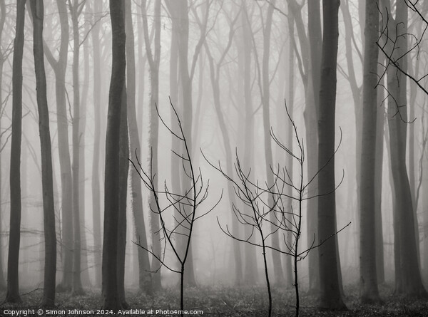 Misty woodland Picture Board by Simon Johnson