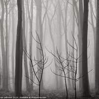 Buy canvas prints of Misty woodland by Simon Johnson