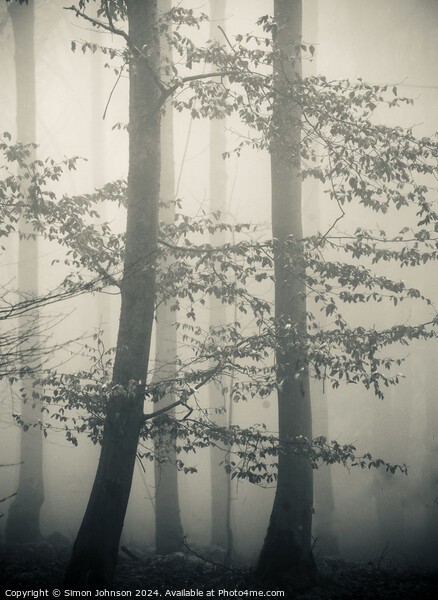 Trees in Mist monochrome  Picture Board by Simon Johnson