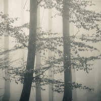 Buy canvas prints of Trees in Mist monochrome  by Simon Johnson