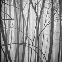 Buy canvas prints of Woodland form pattern and texture by Simon Johnson