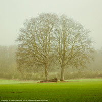 Buy canvas prints of soft light and trees by Simon Johnson