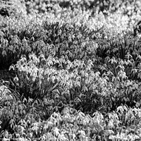 Buy canvas prints of Sunlit Snowdrops In monochrome  by Simon Johnson