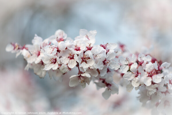 Early Spring Cherry Blossom Picture Board by Simon Johnson