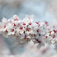 Buy canvas prints of Early Spring Cherry Blossom by Simon Johnson