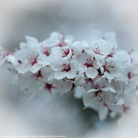 Buy canvas prints of A close up of early spring blossom by Simon Johnson