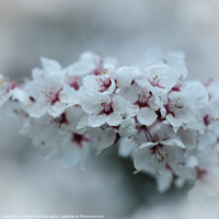 Buy canvas prints of A close up of spring Cherry Blossom by Simon Johnson