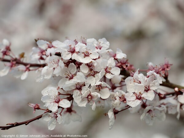 spring Cherry Blossom Picture Board by Simon Johnson