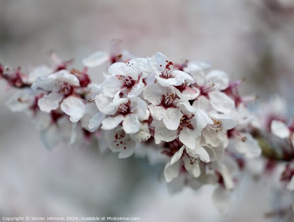 A close up of spring Cherry blossom Picture Board by Simon Johnson