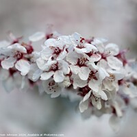 Buy canvas prints of A close up of spring Cherry blossom by Simon Johnson