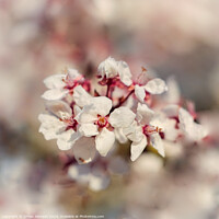 Buy canvas prints of Cherry Blossom flower by Simon Johnson