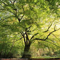 Buy canvas prints of beech tree with wind blown leaves by Simon Johnson